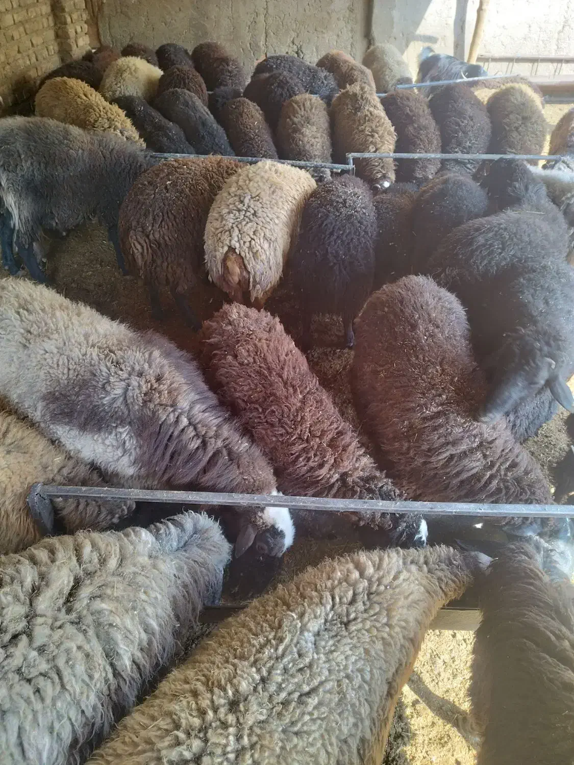 گوسفند زنده بره نر میش بز|حیوانات مزرعه|قرچک, صالح آباد|دیوار