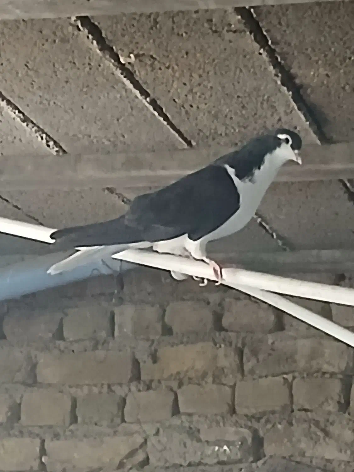 خوشرنگ نر تمیز و خیلی دُرُشت|پرنده|قزوین, |دیوار