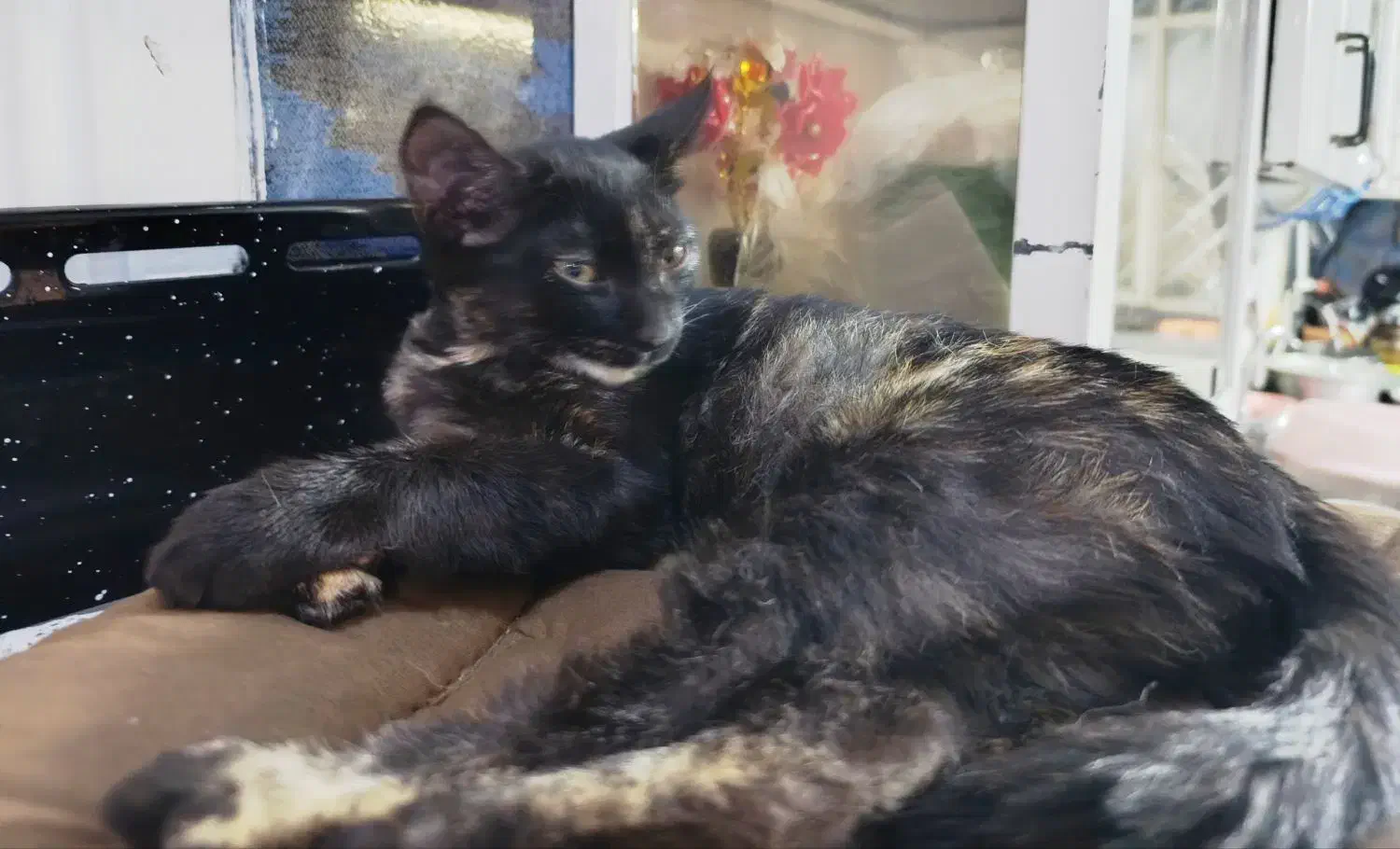 بچه گربه|گربه|سبزوار, توحیدشهر|دیوار