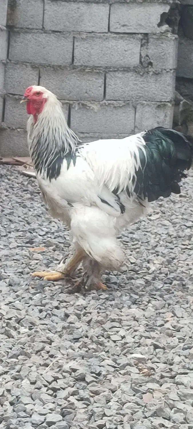 خروس برهما لایت . نژاد اصل رومانی|حیوانات مزرعه|محمودآباد, |دیوار