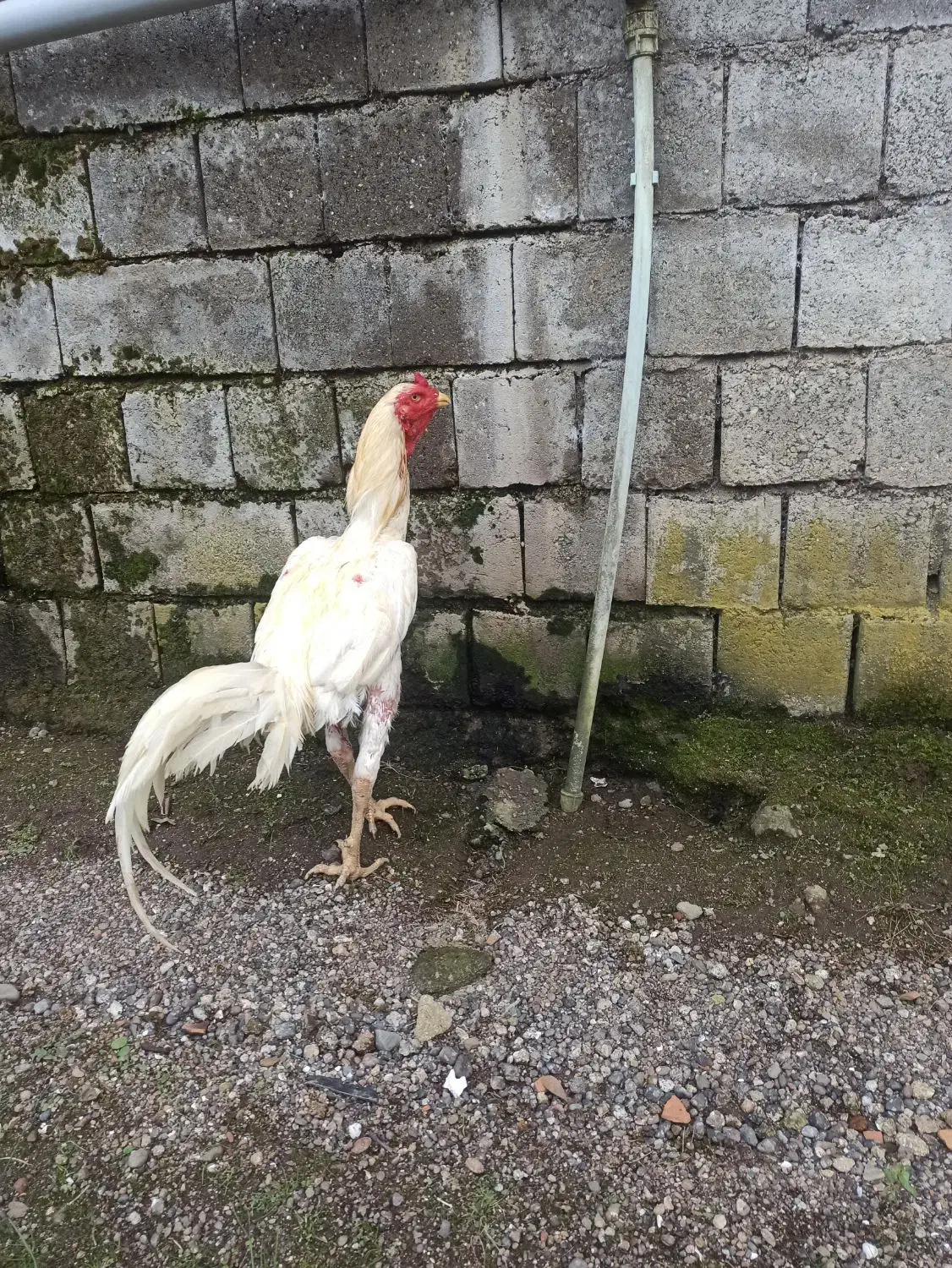 خروس لاری اصل|پرنده|حویق, |دیوار