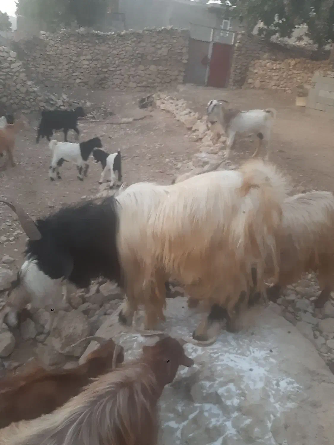 فروش پازن الوس تخمی جوان|حیوانات مزرعه|یاسوج, |دیوار