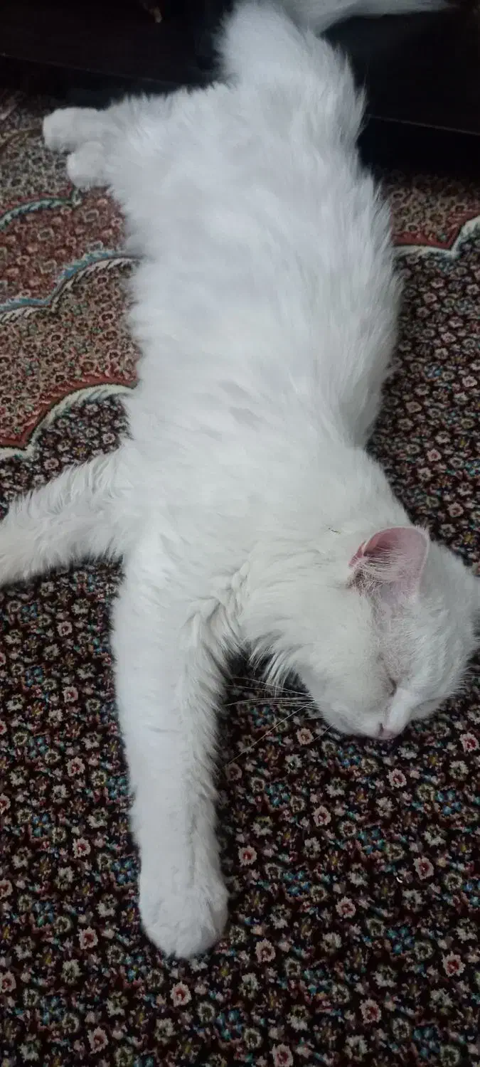 گربه سفید پرشین|گربه|اردبیل, |دیوار