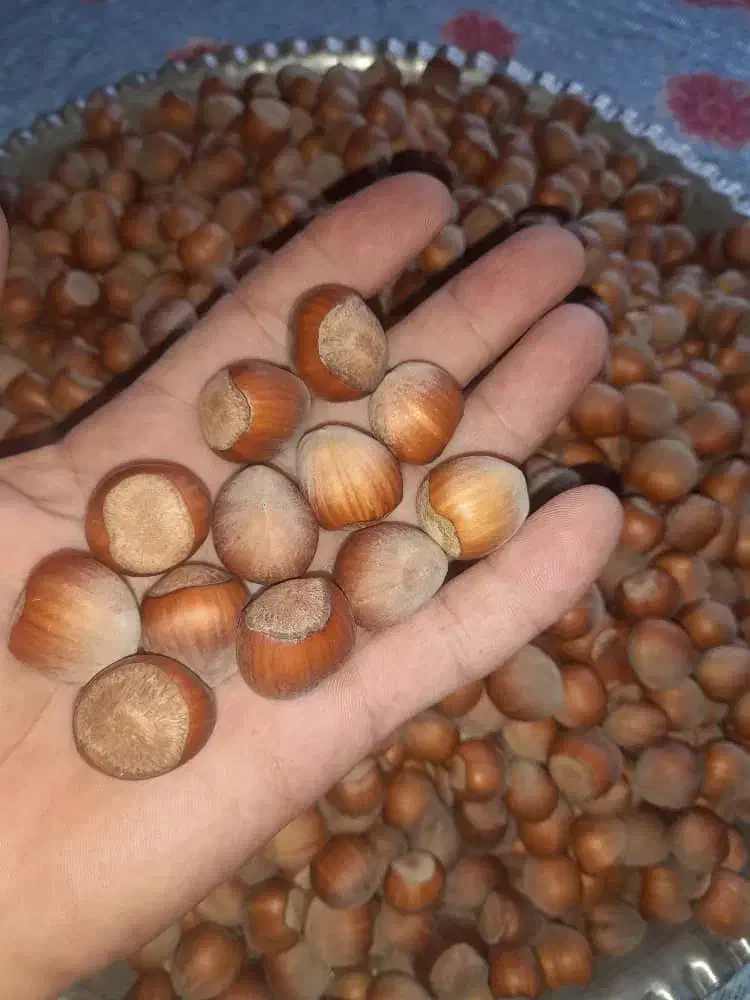 فندق گردویی کوهستانی آفتاب خشک|خوردنی و آشامیدنی|رستم‌آباد, |دیوار