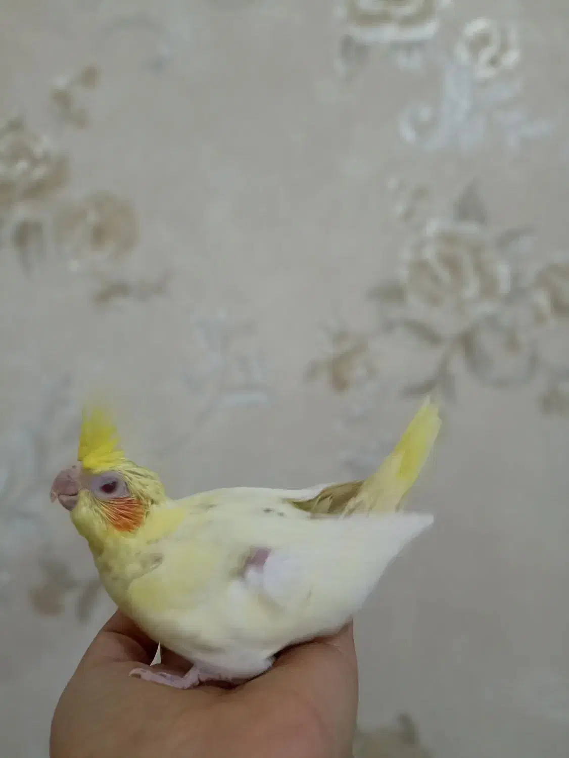 جوجه عروس هلندی سرلاکی|پرنده|بندر ماهشهر, |دیوار