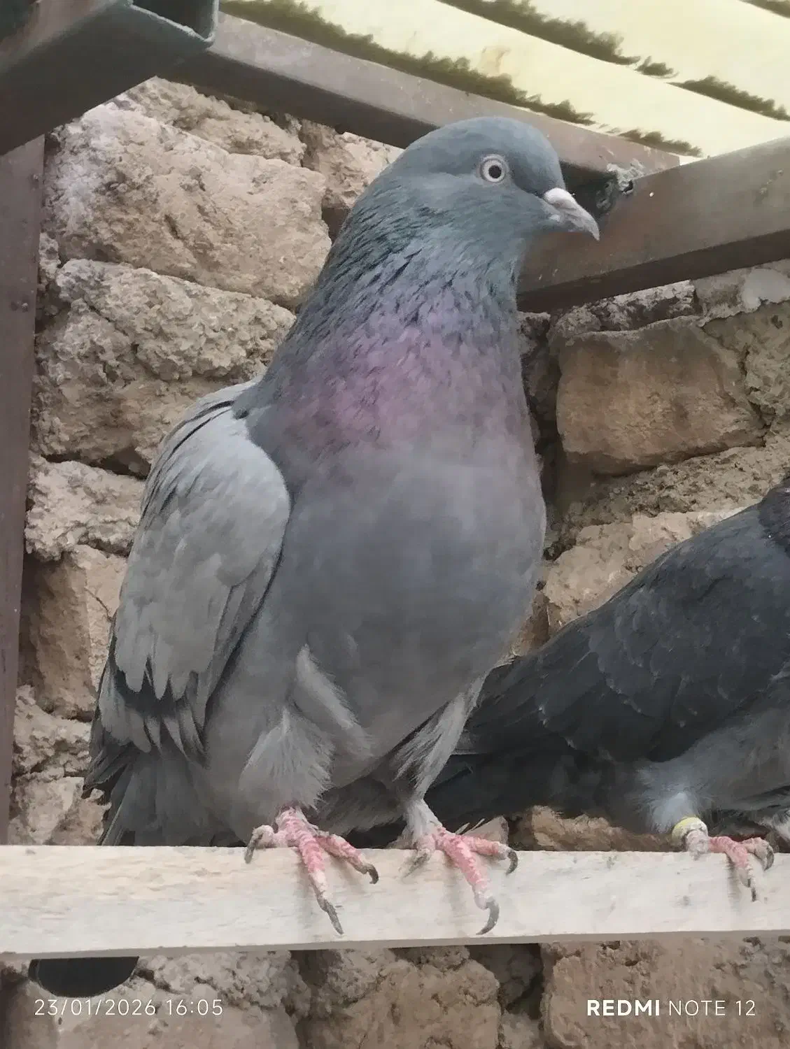 کبوتر خوب|پرنده|تهران, شهرک رضویه|دیوار