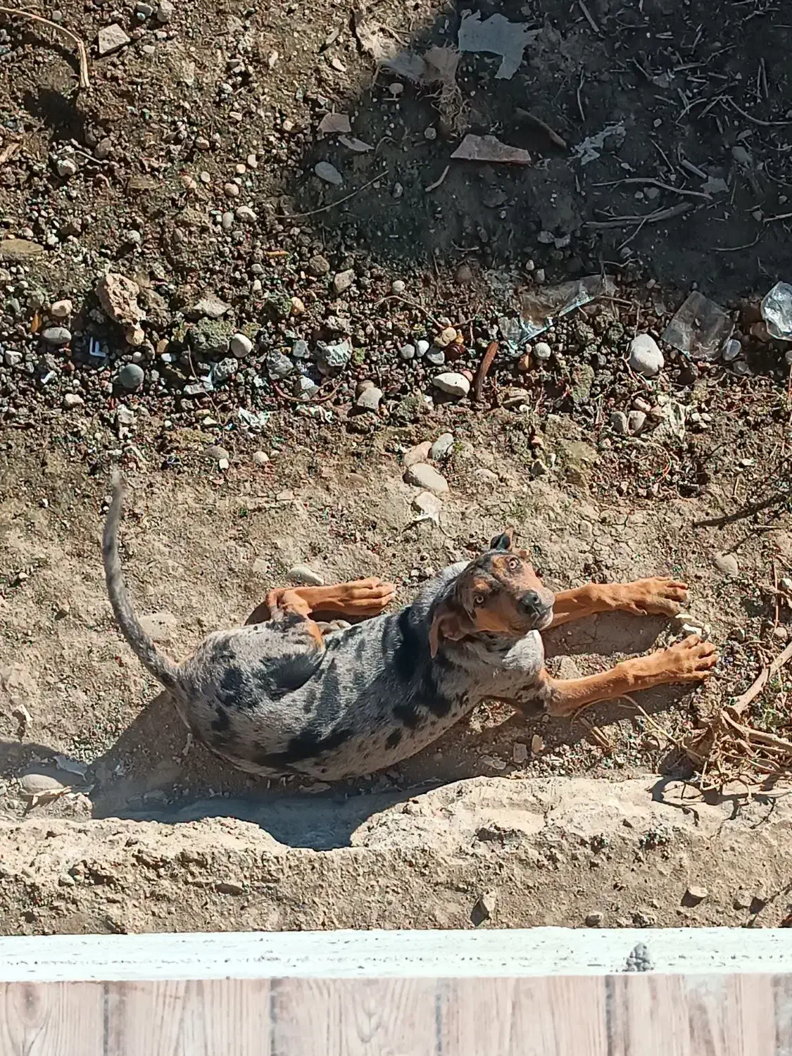 واگذاری گیریت دین نر کم نظیر|سگ|بابل, |دیوار