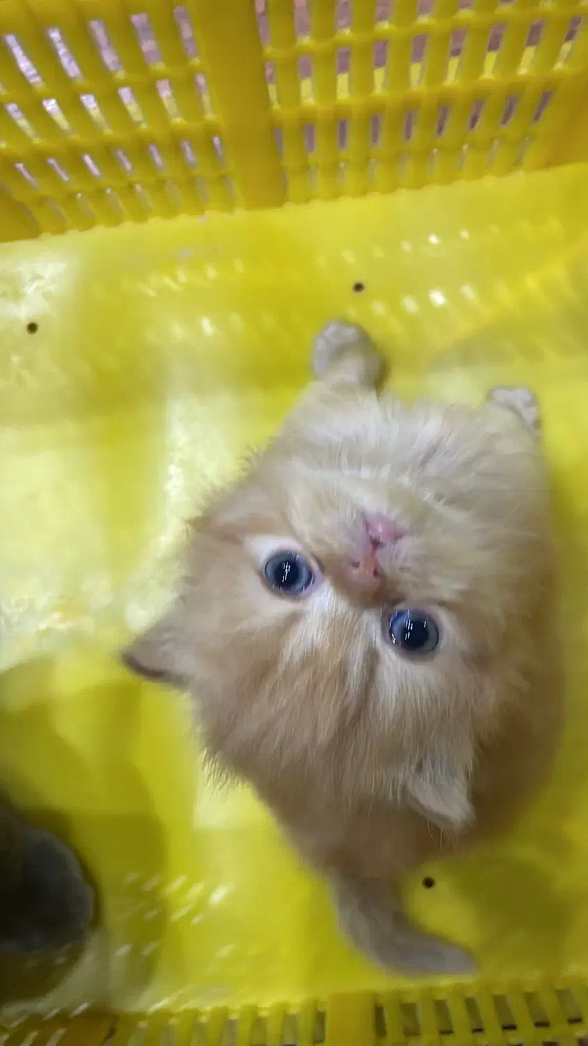 پرشین سوپر فلت نر|گربه|قزوین, |دیوار