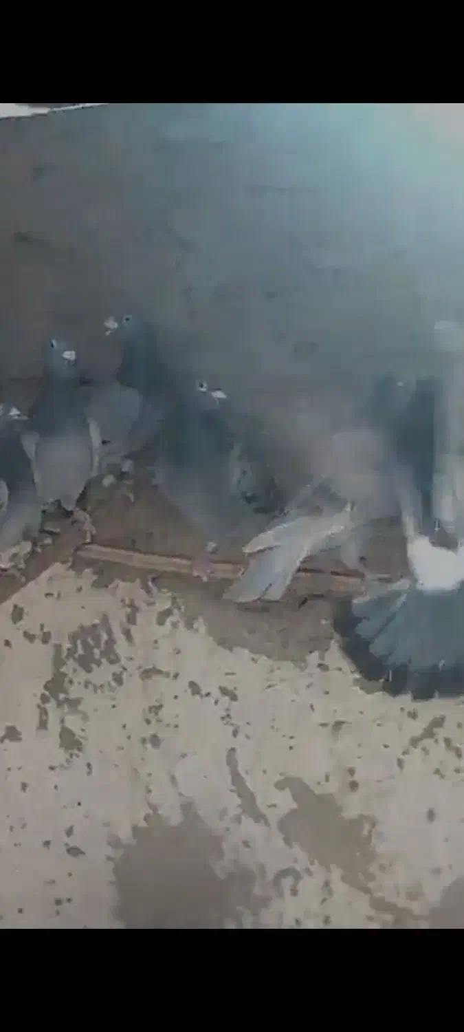 12جفت کبوتر  مسافتی ناجلد|پرنده|سراوان, |دیوار