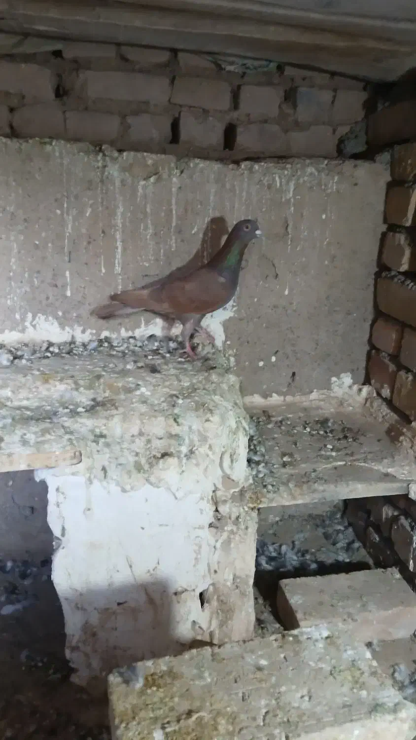 دوتا کفتر فروشی|پرنده|جوین, |دیوار