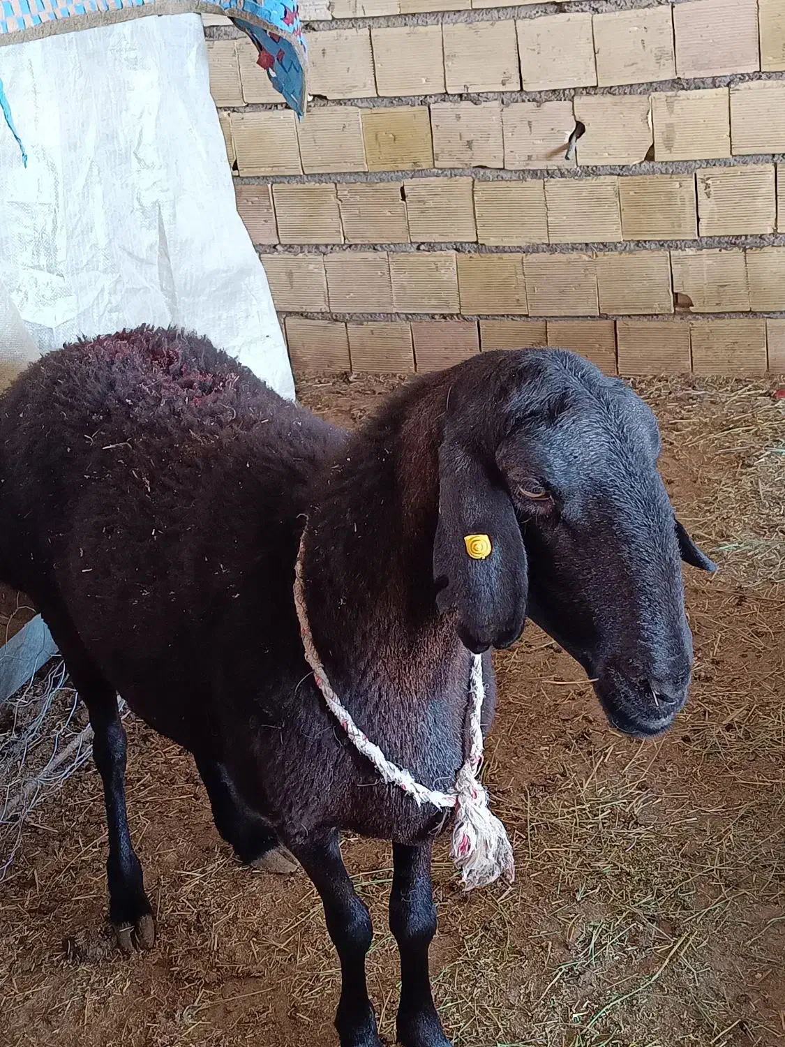 فروش میش چینی قندوزی وبز صلاله آهویی|حیوانات مزرعه|راور, |دیوار