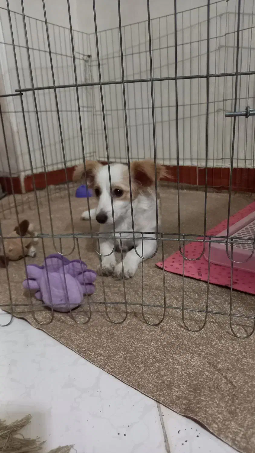 سگ واگذاری اشپیتز تریر|سگ|بهارستان, |دیوار