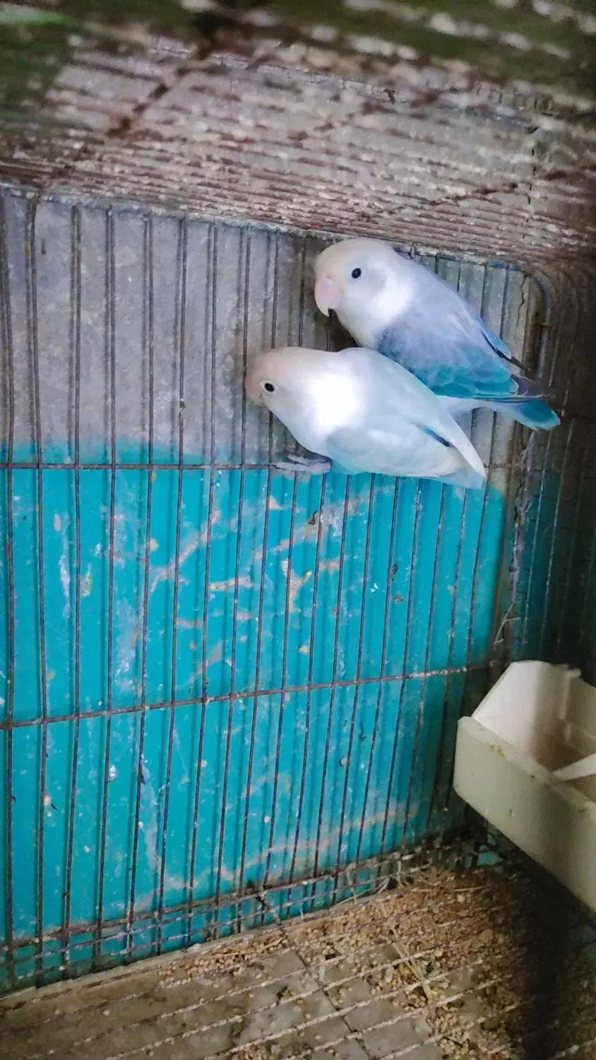 دوجفت کوتوله مولد روی تخم|پرنده|چابهار, |دیوار