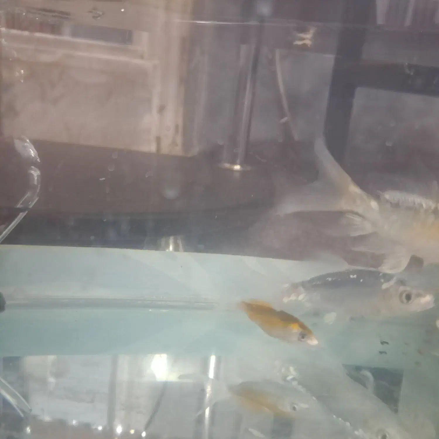 کوی سوپرباله|ماهی|قم, آزادگان|دیوار