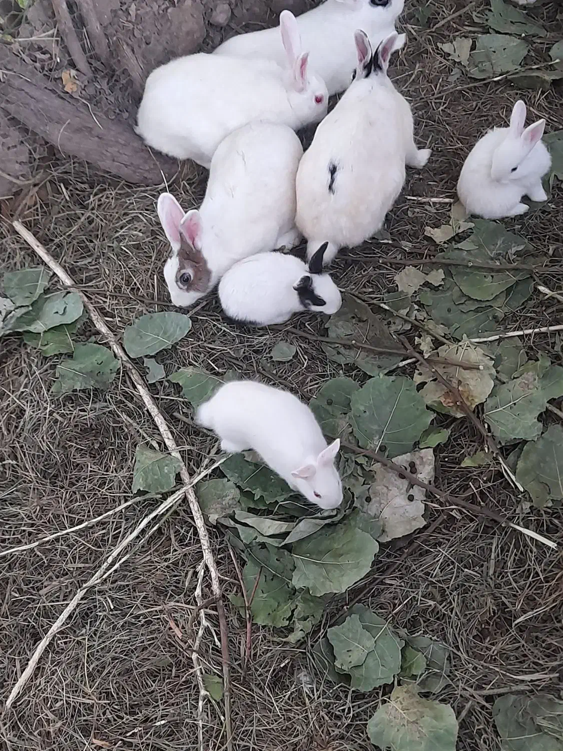 جفت ۱۵۰۰۰۰|موش و خرگوش|خان ببین, |دیوار