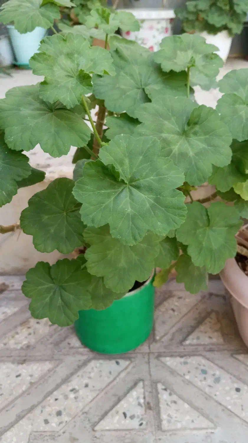 گل شمعدونی|گل و گیاه طبیعی|ابهر, |دیوار