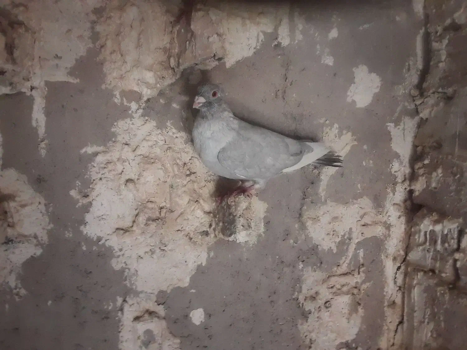 فروش قره الماسی کاکل|پرنده|فسا, |دیوار