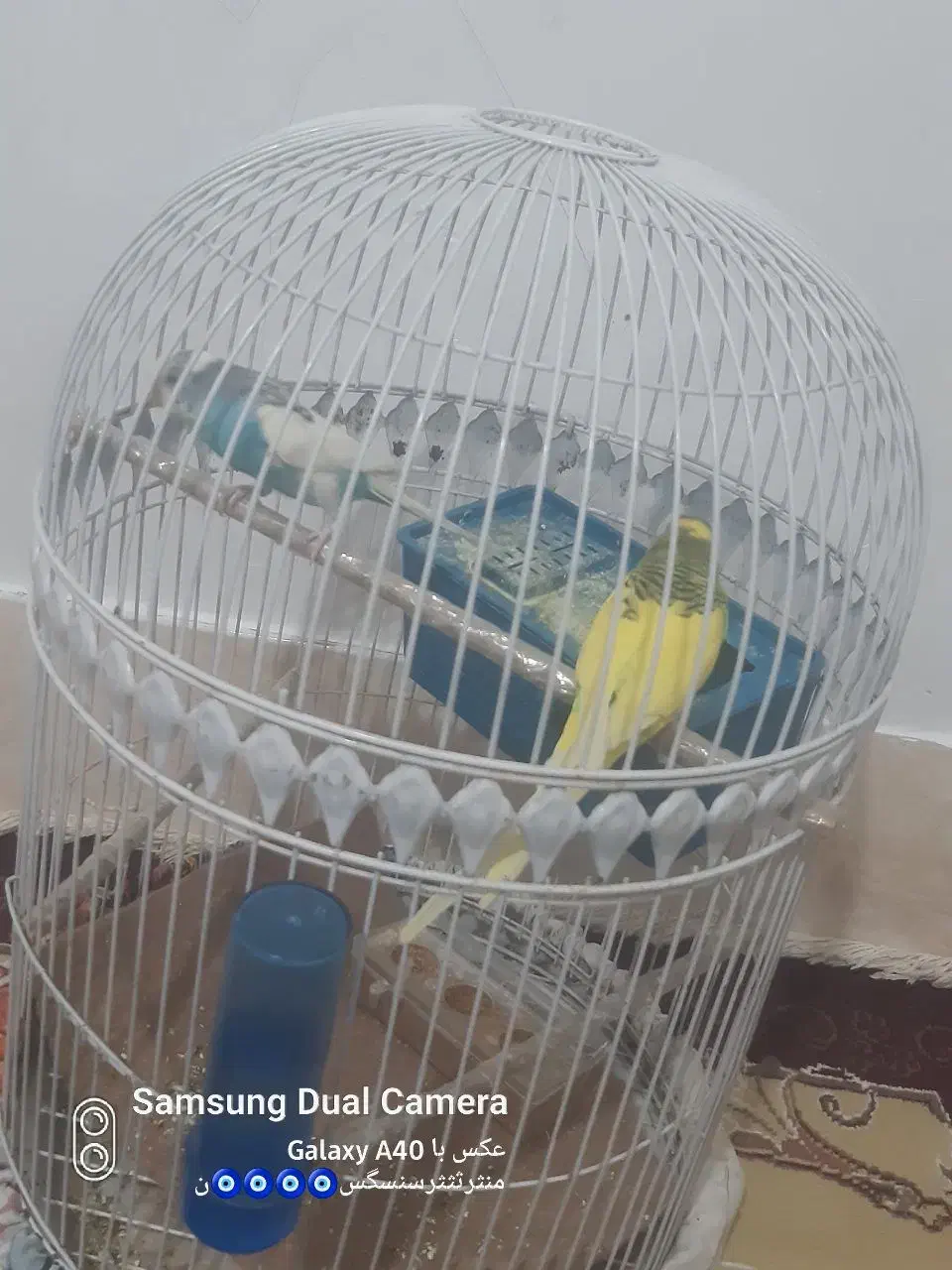 ی جفت مرغ عشق|پرنده|زاهدان, |دیوار