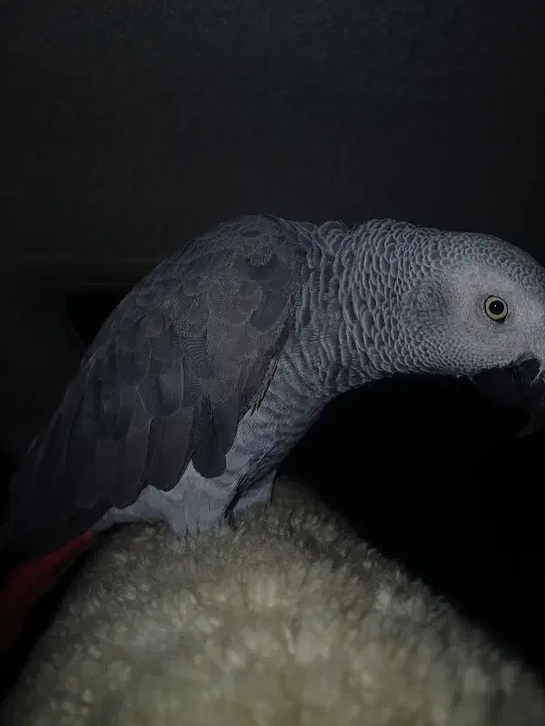 طوطی|پرنده|سراوان, |دیوار