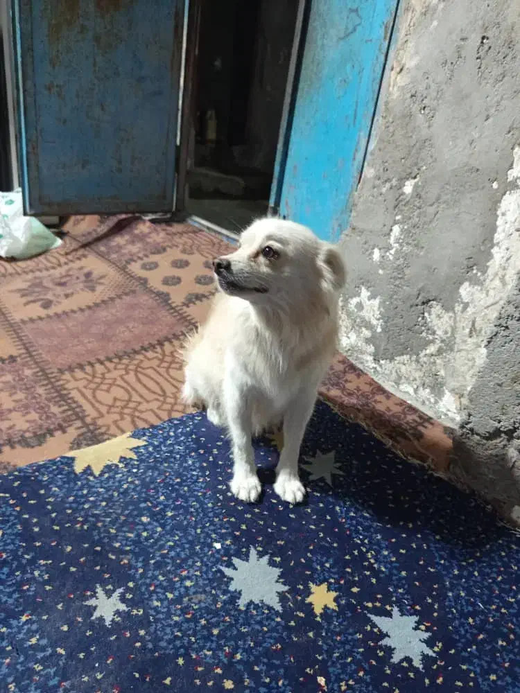 سگ پامراین|سگ|بندرعباس, |دیوار