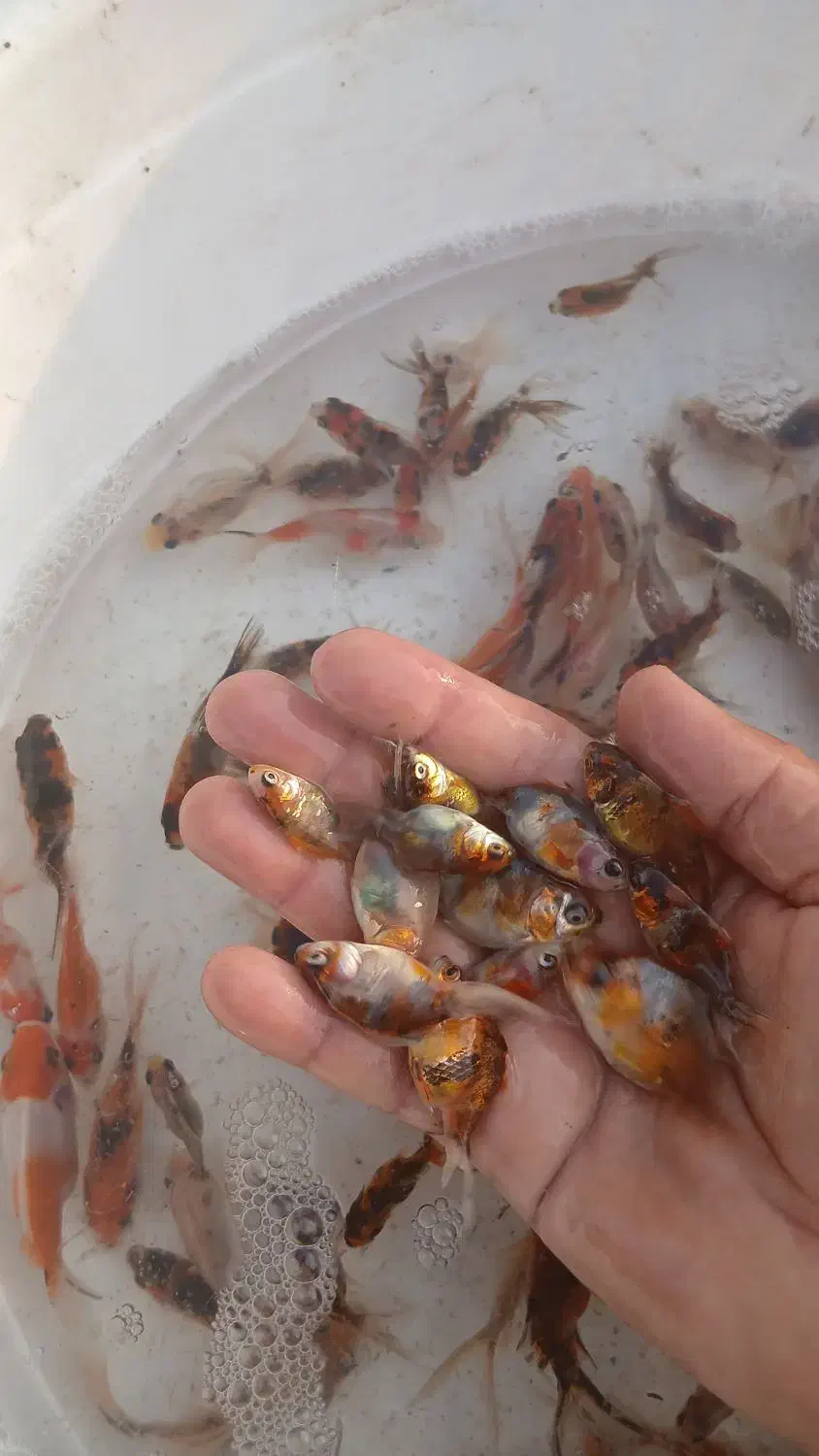 آکواریوم ماهی|ماهی|سنگر, |دیوار