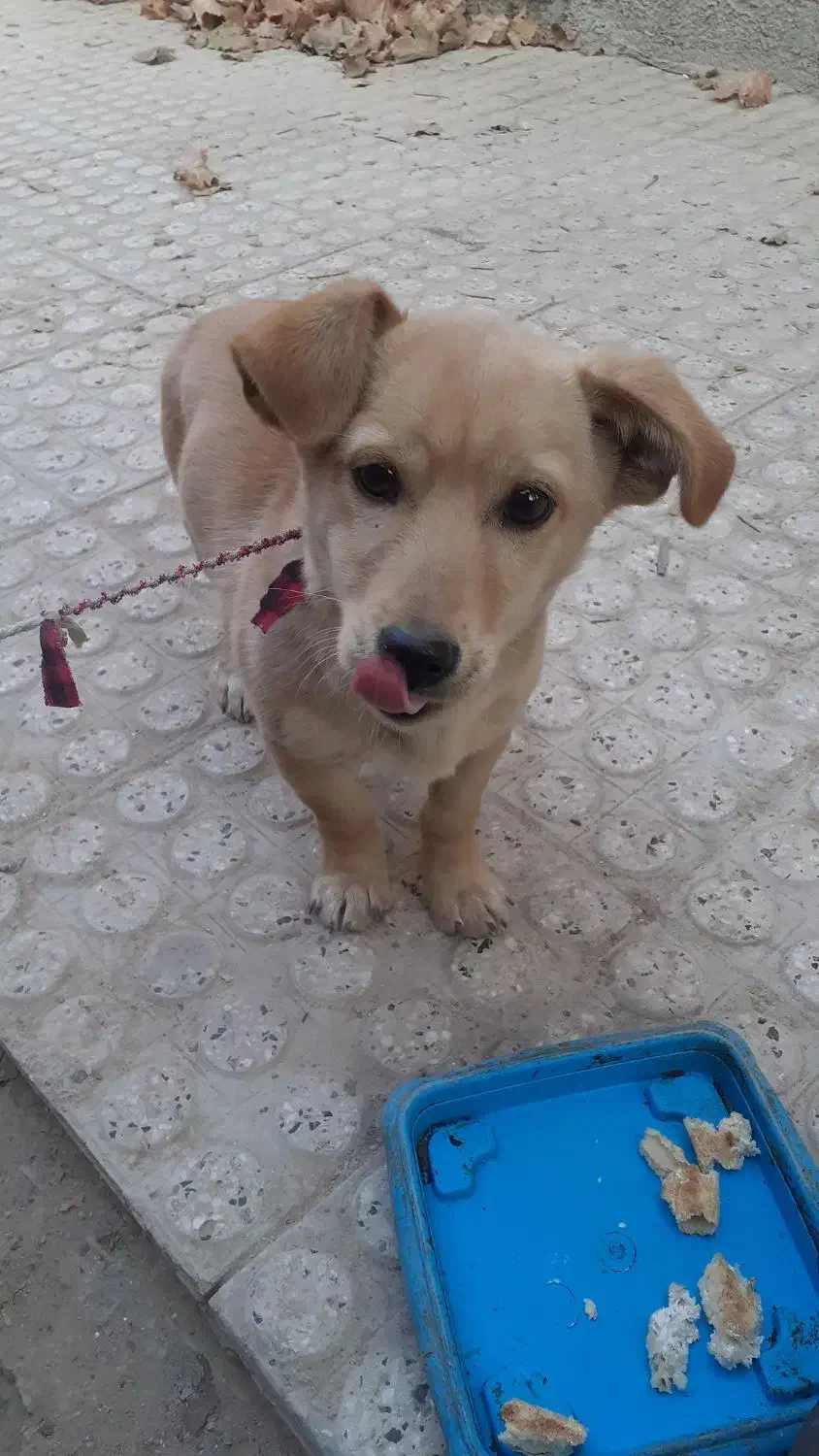 سگ پا کوتاه|سگ|آشخانه, |دیوار