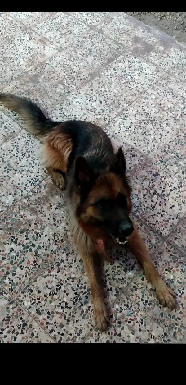 سگ ژرمن|سگ|بم, |دیوار