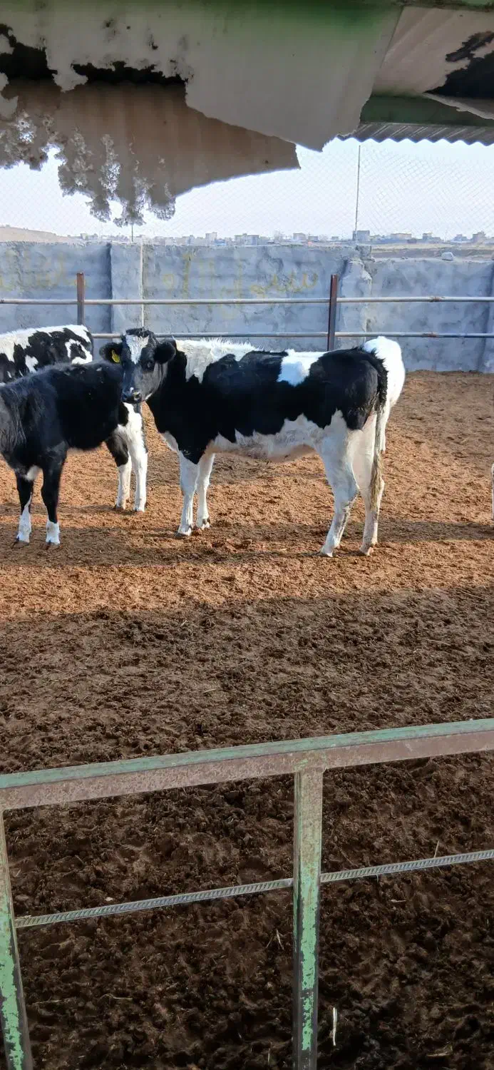 گوساله ماده تلیسه|حیوانات مزرعه|مشهد, یاس|دیوار