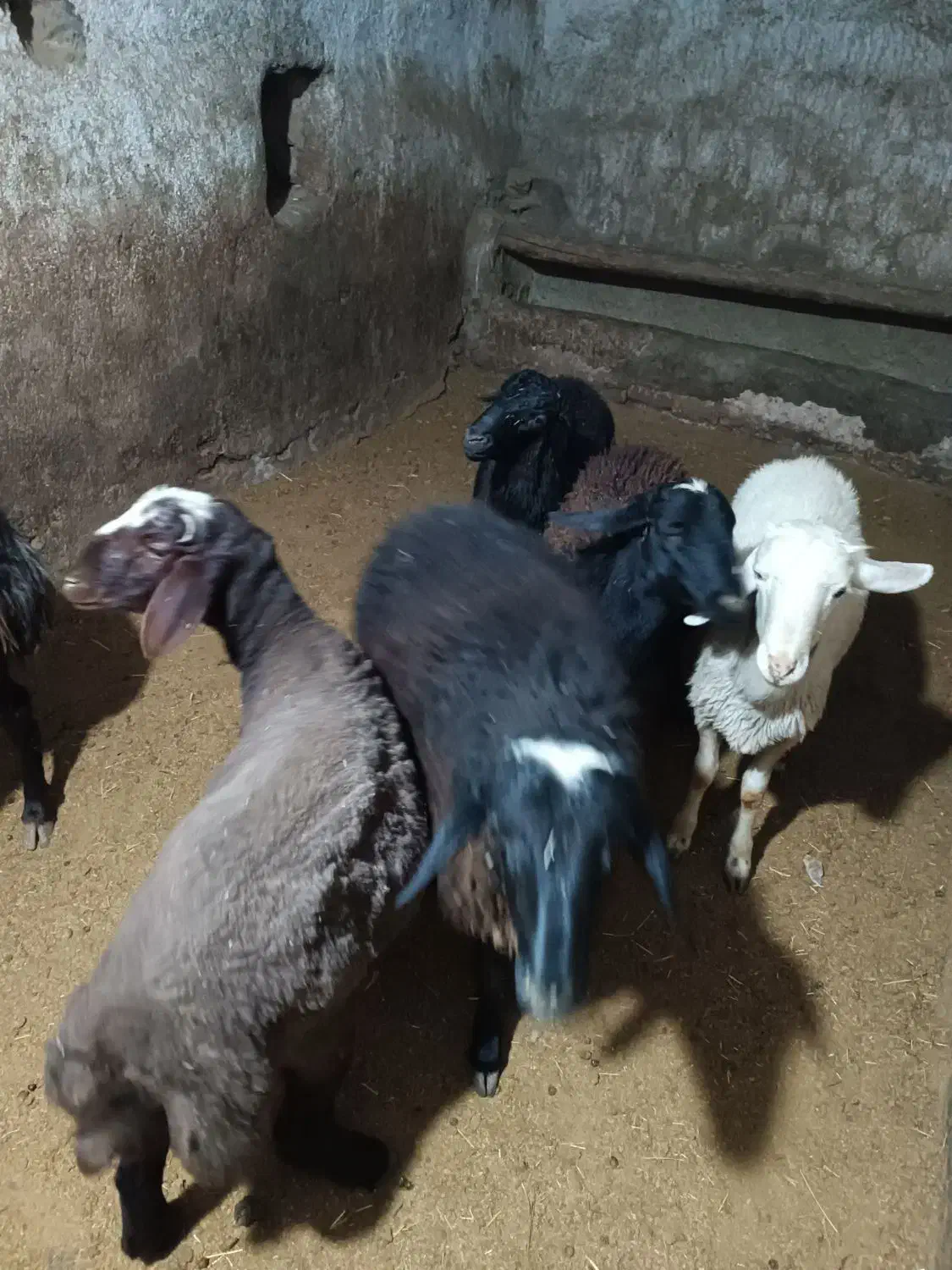 گوسفند نر قربانی و کشتاری|حیوانات مزرعه|شراء, |دیوار