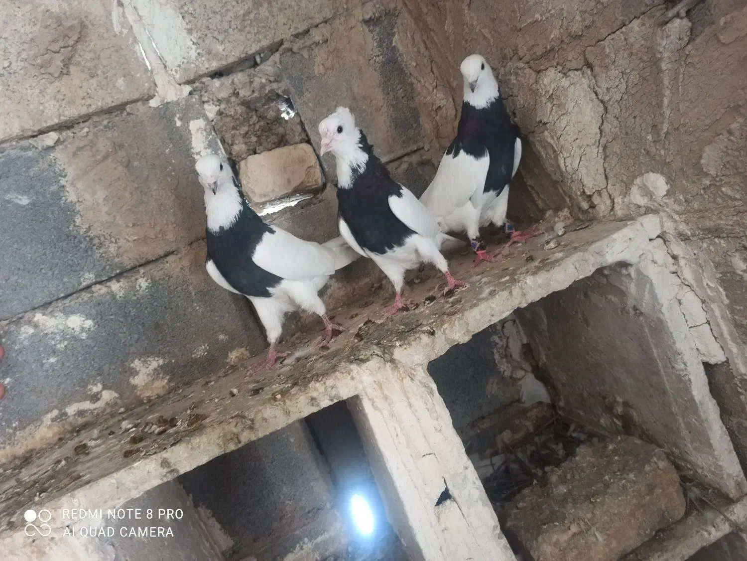 کبوتر|پرنده|شیراز, زیباشهر|دیوار