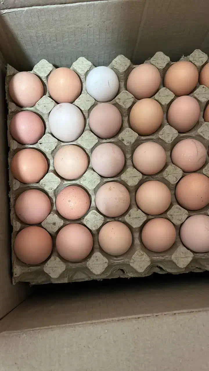 تخم مرغ محلی|خوردنی و آشامیدنی|هشتگرد, شهرک بعثت|دیوار