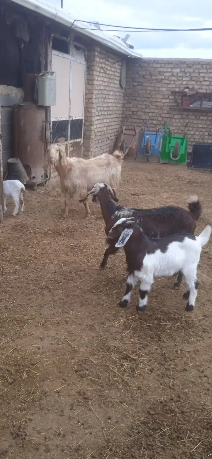 دو رس بز زایده|حیوانات مزرعه|مشهد, شهرک شهید باهنر|دیوار