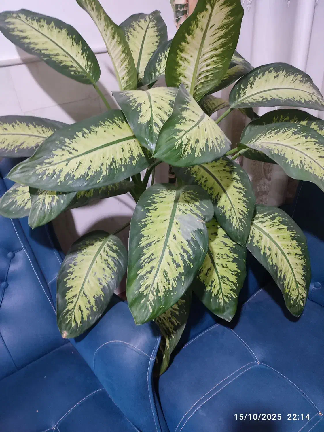 گل دیفن باخیا زیبا سر حال دو متر قد دارد|گل و گیاه طبیعی|قم, امامزاده ابراهیم|دیوار