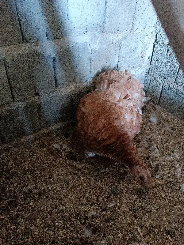 بوقلمون کرچ( به کر)|حیوانات مزرعه|سقز, |دیوار