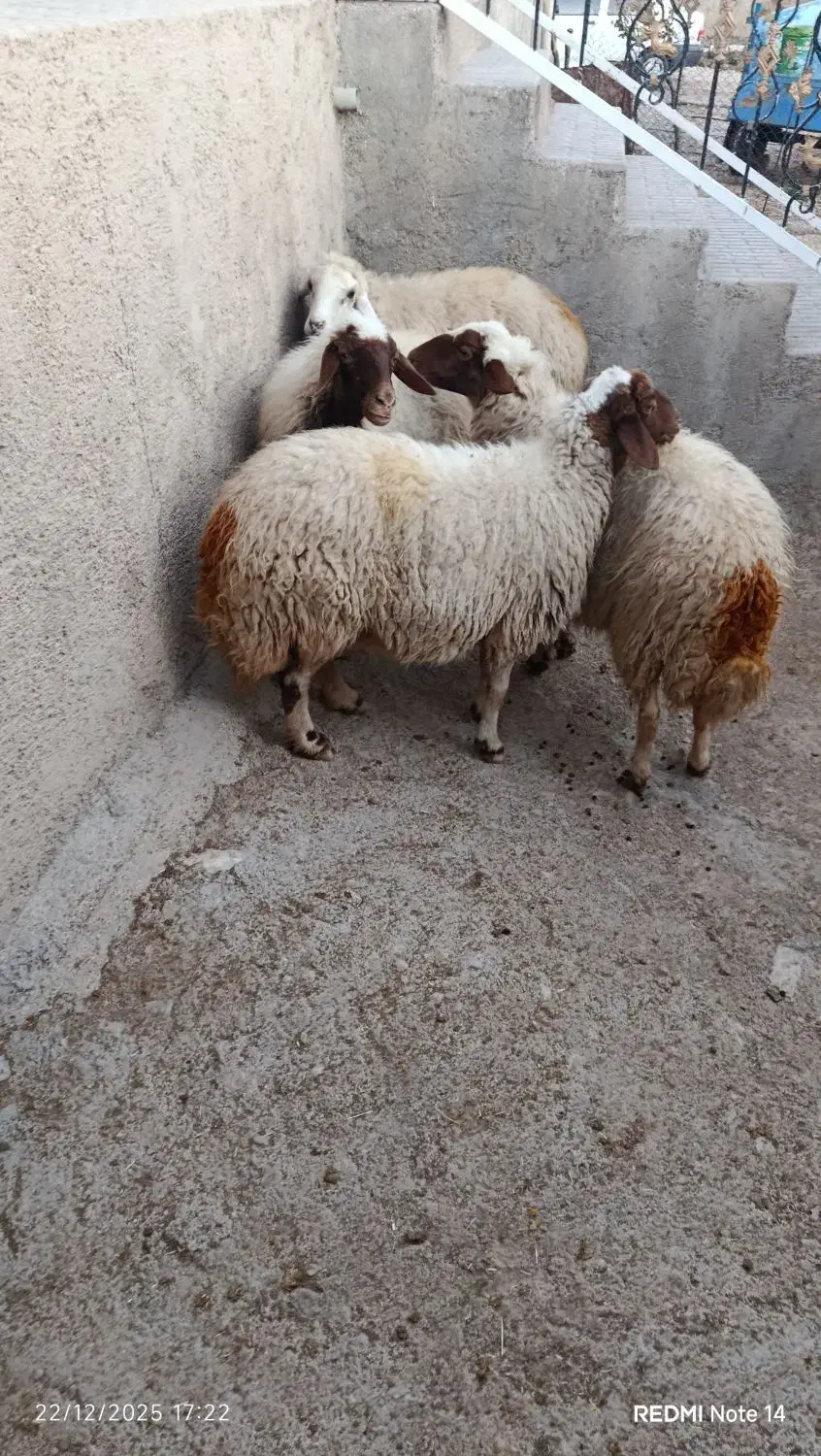 گوسفند|حیوانات مزرعه|گوآور, |دیوار