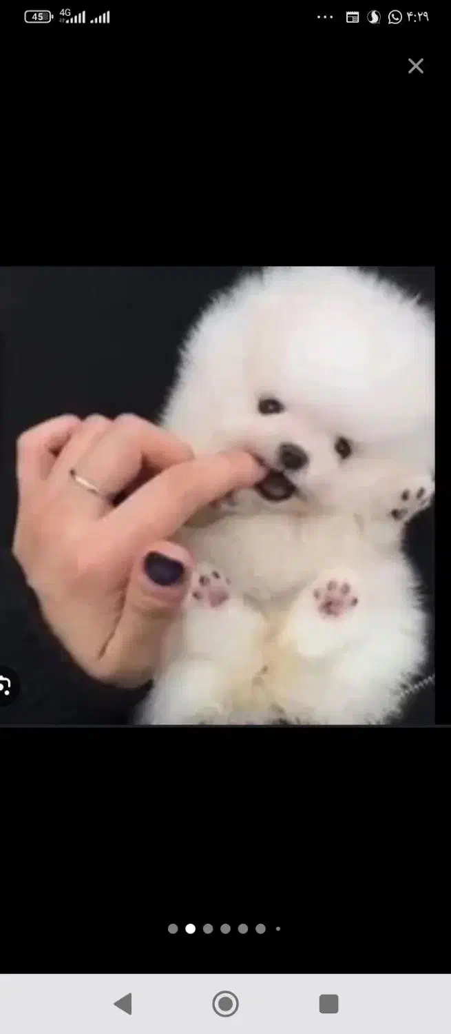 بهترینها اینجاست|سگ|شیراز, اصلاح‌نژاد|دیوار