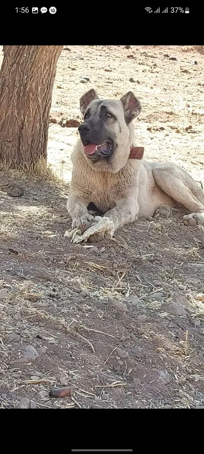 واگذاری توله سرابی|سگ|خلخال, |دیوار