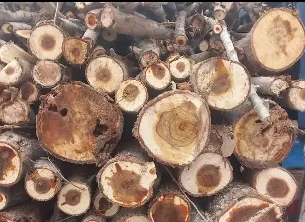 خرید چوب ، هیزم ، کنده ، چوب بر|خدمات باغبانی و درختکاری|یزد, |دیوار