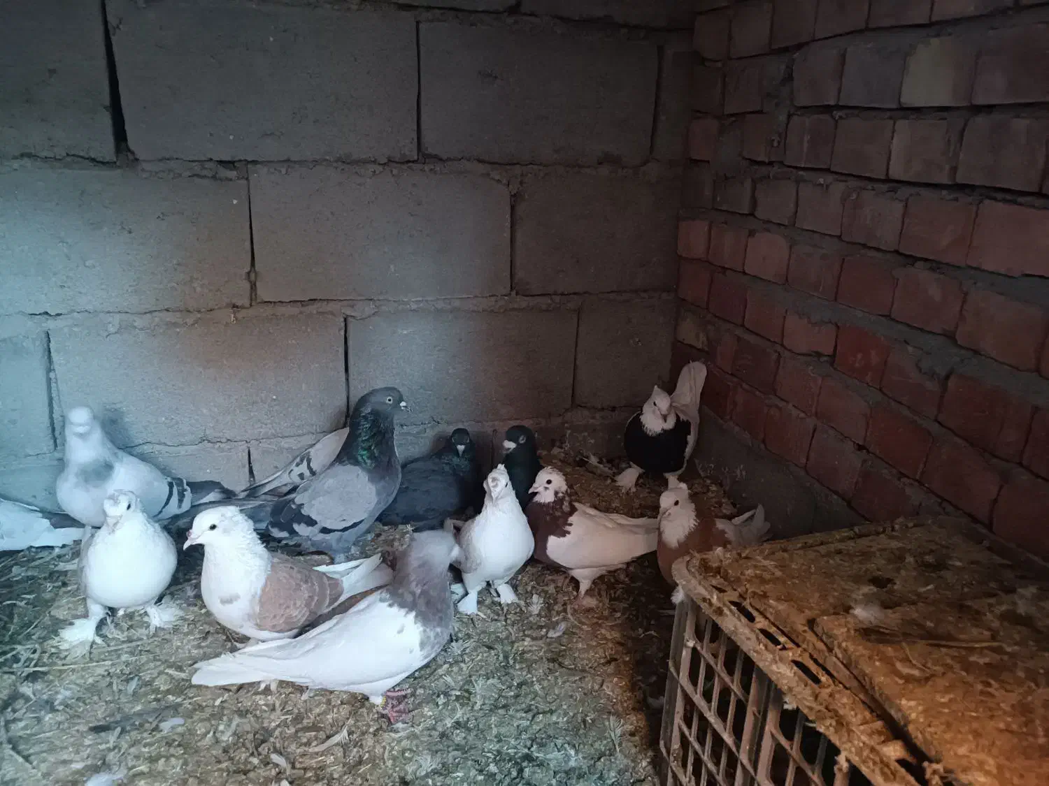 کبوتر|پرنده|ریگان, |دیوار