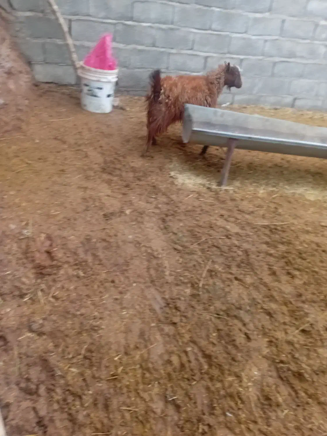 کهره|حیوانات مزرعه|نگار, |دیوار