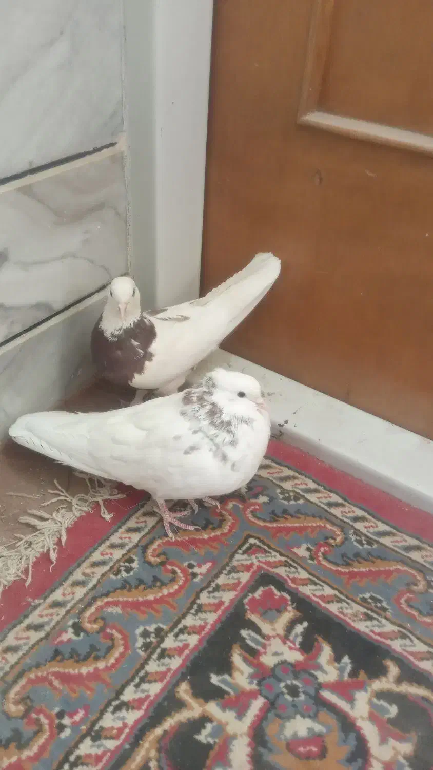 طوقی|پرنده|خمینی‌شهر, |دیوار