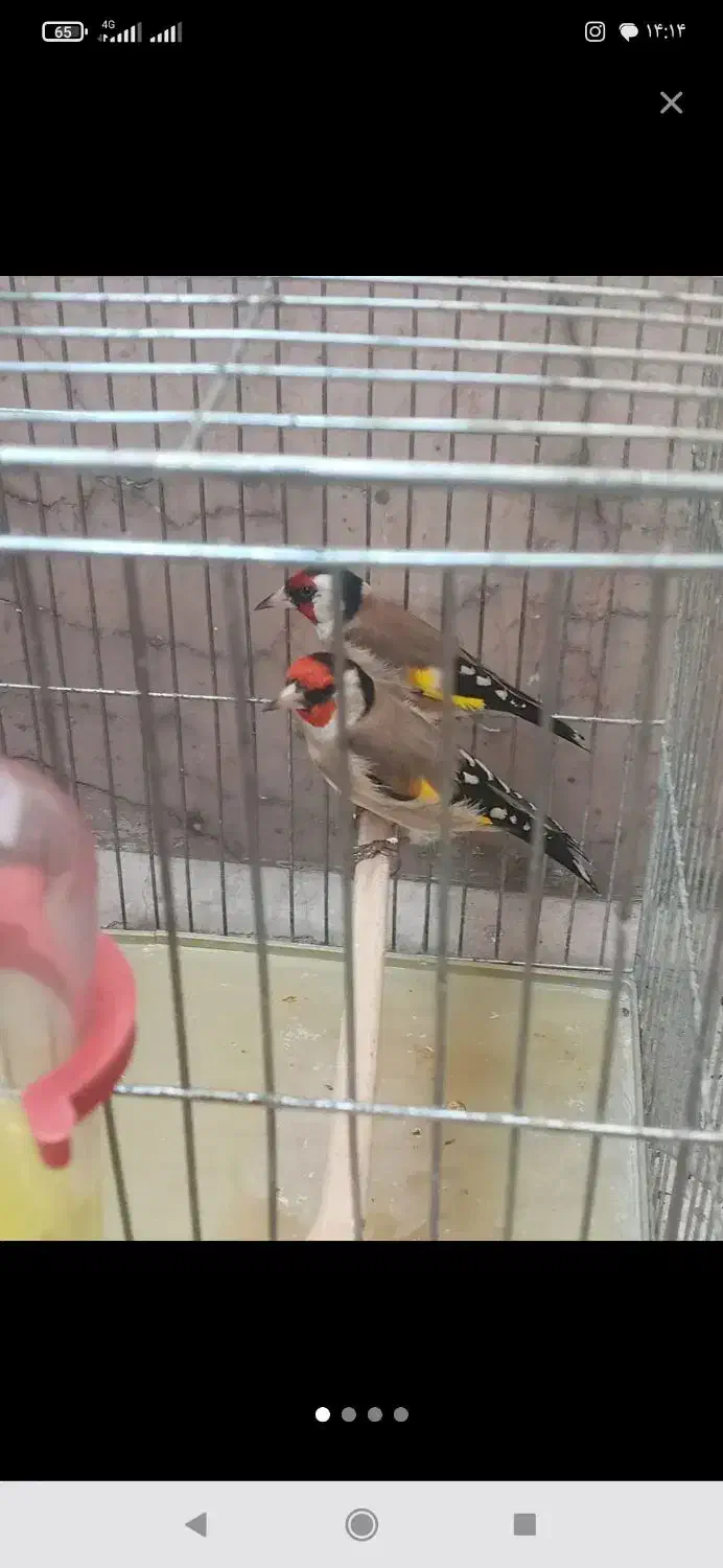 سهره عروس فنج نرگسی|پرنده|قم, بکایی|دیوار