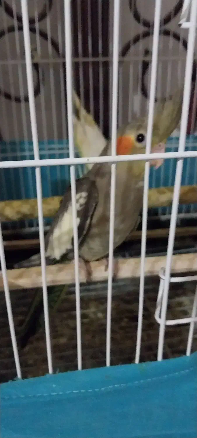 عروس هلندی لوتینو|پرنده|رودسر, |دیوار