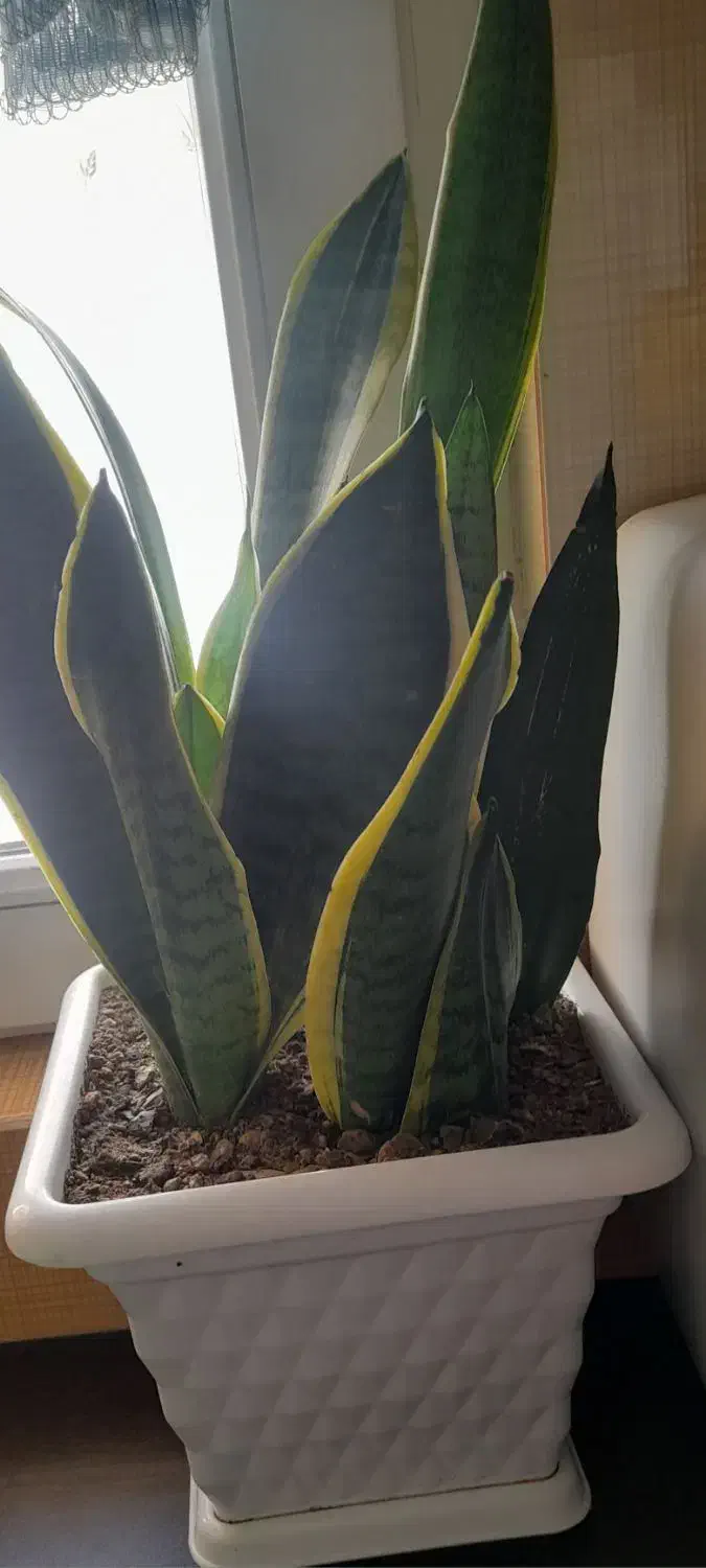 گل های زیبا و سر حال|گل و گیاه طبیعی|مهاجران, |دیوار