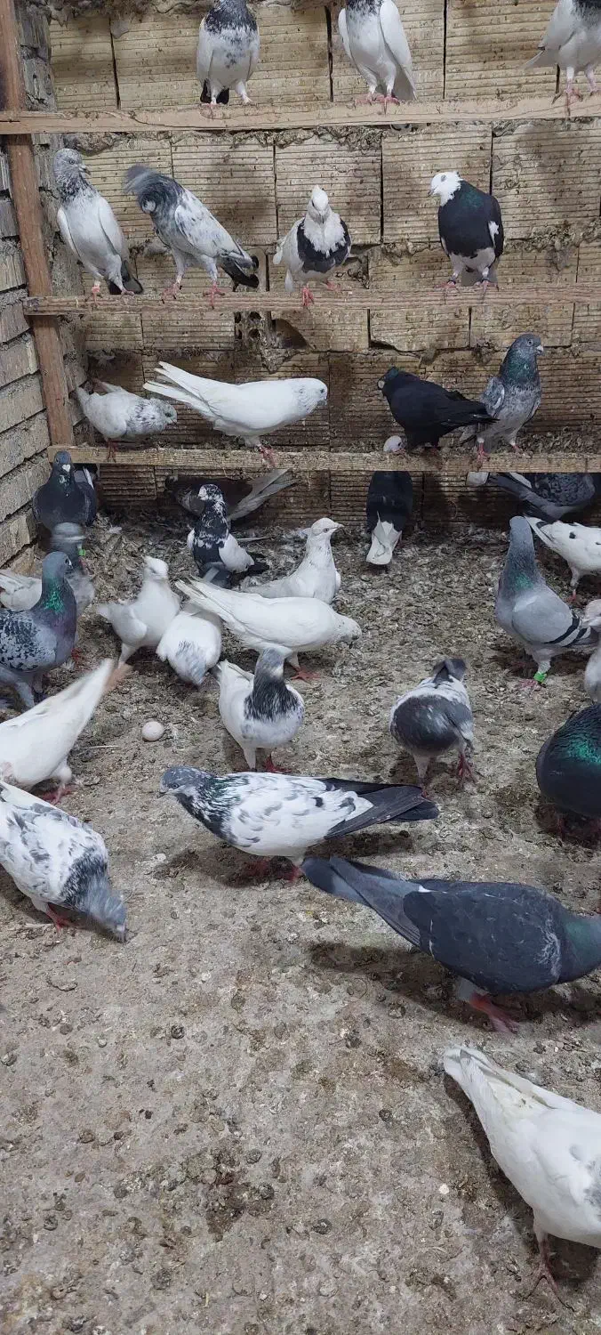 کبوتر شیخی پاکستانی ۵۰عدد|پرنده|بندر ماهشهر, |دیوار
