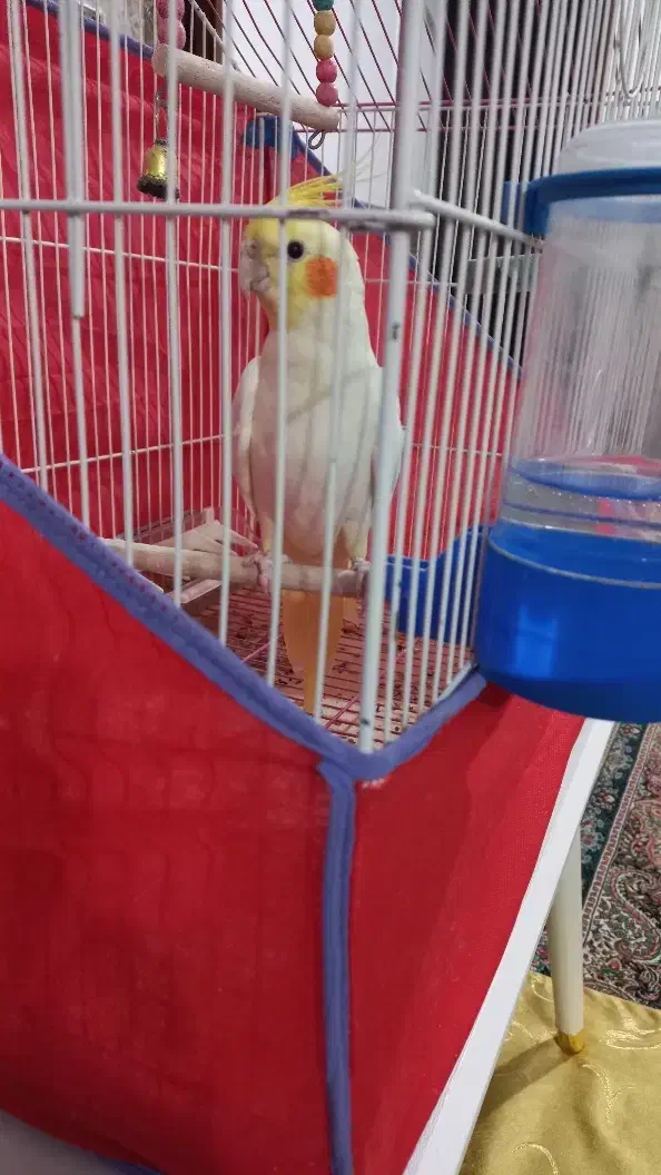 عروس هلندی|پرنده|کوهبنان, |دیوار