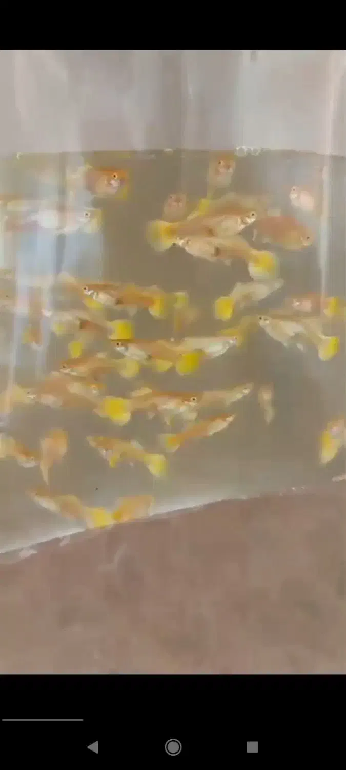 ۱۰۰۰ عدد ماهی گوپی بیگ ایر رد توکسیدو گلدن|ماهی|تهران, والفجر (افسریه)|دیوار