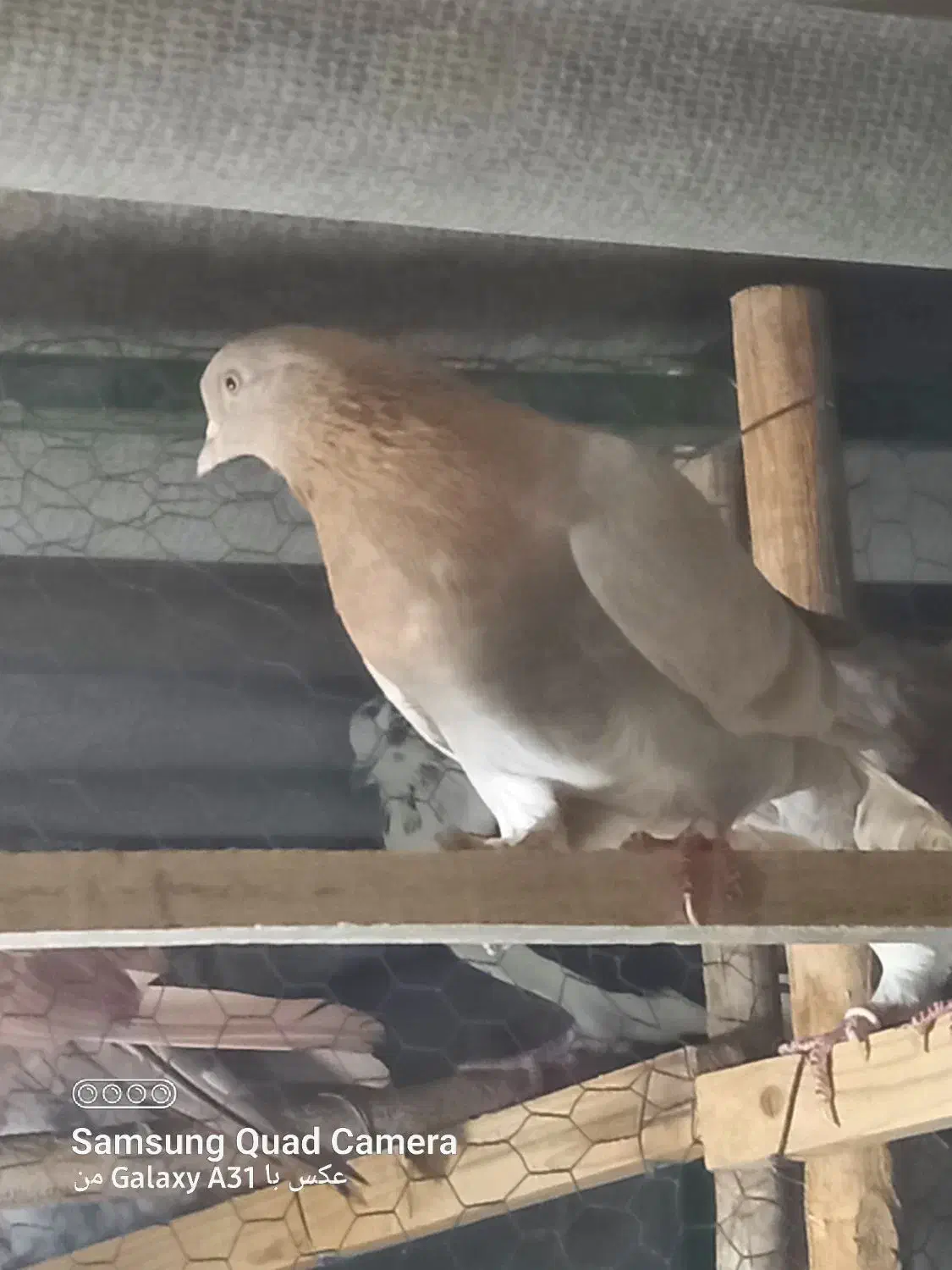 کفتر خوب|پرنده|تهران, سجاد|دیوار