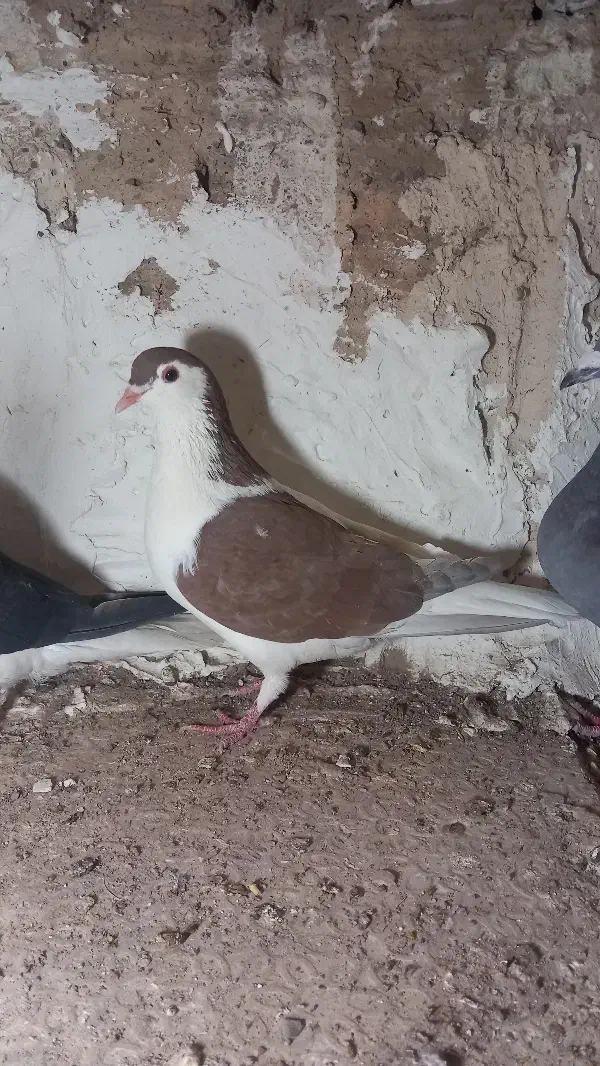 کبوتر درست|پرنده|بیرجند, |دیوار