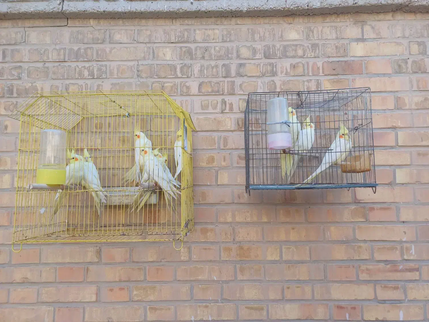 عروس هلندی|پرنده|بندر ماهشهر, |دیوار